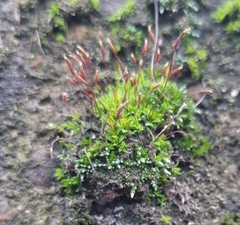 Bryum argenteum