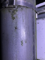 Megabunus diadema