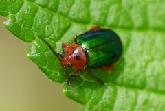 Kuschelina gibbitarsa