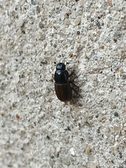 Chilothorax
