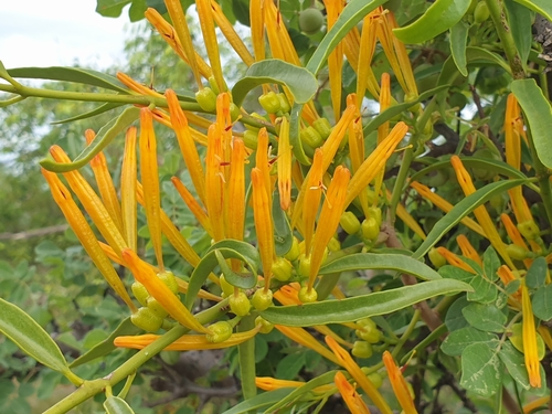Zambezi Mistletoe (Agelanthus sambesiacus)