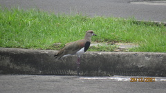 Vanellus chilensis