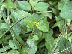 Calyptocarpus vialis image