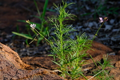 Cleome macrophylla