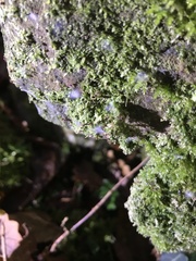 Linopenthaleus irki