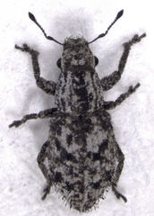 Floresianus sordidus