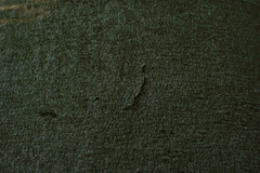 Zimmermannia liebwerdella