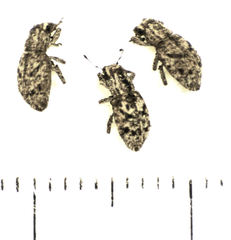 Floresianus sordidus