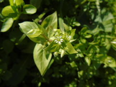 Stellaria