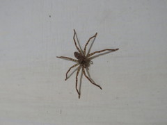Heteropoda venatoria