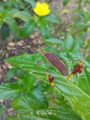 Anisoscelis marginellus
