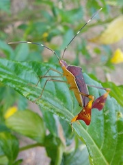 Anisoscelis marginellus