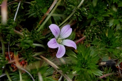Geranium multipartitum