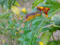 Anisoscelis marginellus