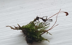 Rhynchostegiella tenella