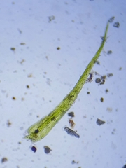 Rhynchostegiella tenella