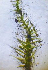 Rhynchostegiella tenella