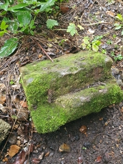 Rhynchostegiella tenella