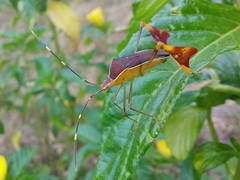 Anisoscelis marginellus