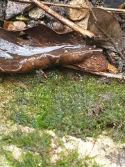 Rhynchostegiella tenella