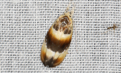 Piloprepes anassa