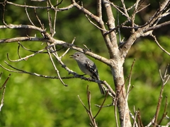 Myiopagis cinerea