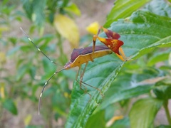 Anisoscelis marginellus
