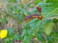 Anisoscelis marginellus