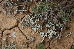 Xanthoparmelia camtschadalis