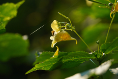 Impatiens edgeworthii