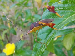Anisoscelis marginellus