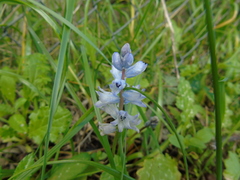 Bellevalia hyacinthoides