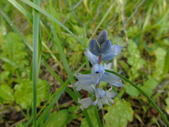 Bellevalia hyacinthoides