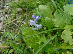 Bellevalia hyacinthoides