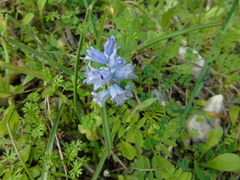 Bellevalia hyacinthoides