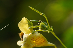 Impatientinum asiaticum
