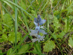 Bellevalia hyacinthoides