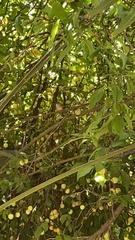 Troglodytes aedon chilensis