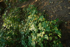 Impatiens edgeworthii