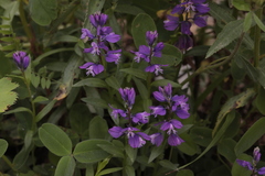 Polygala caucasica