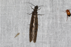 Archichauliodes guttiferus