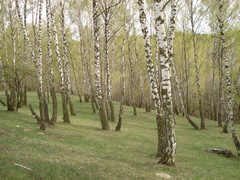 Betula pendula