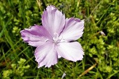 Dianthus zeyheri