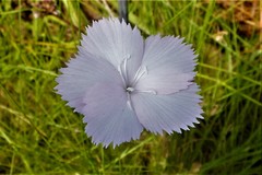 Dianthus zeyheri
