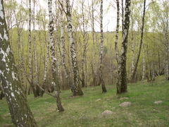 Betula pendula