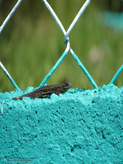 Sceloporus anahuacus