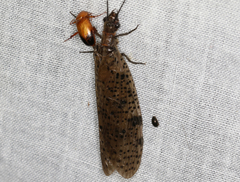 Archichauliodes guttiferus