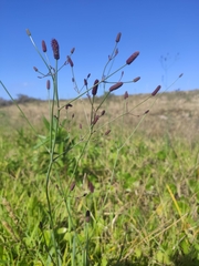 Eryngium ebracteatum