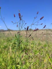Eryngium ebracteatum