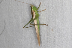 Conocephalus upoluensis